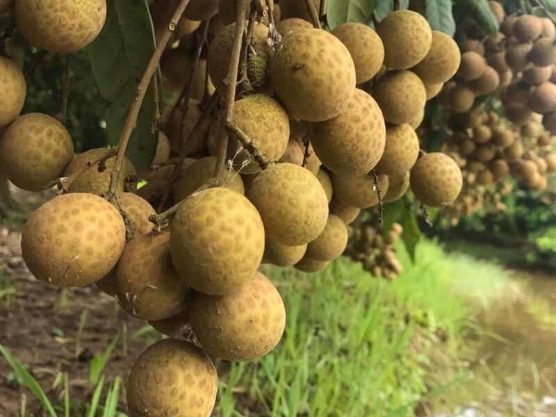 công dụng long nhãn ôm sen